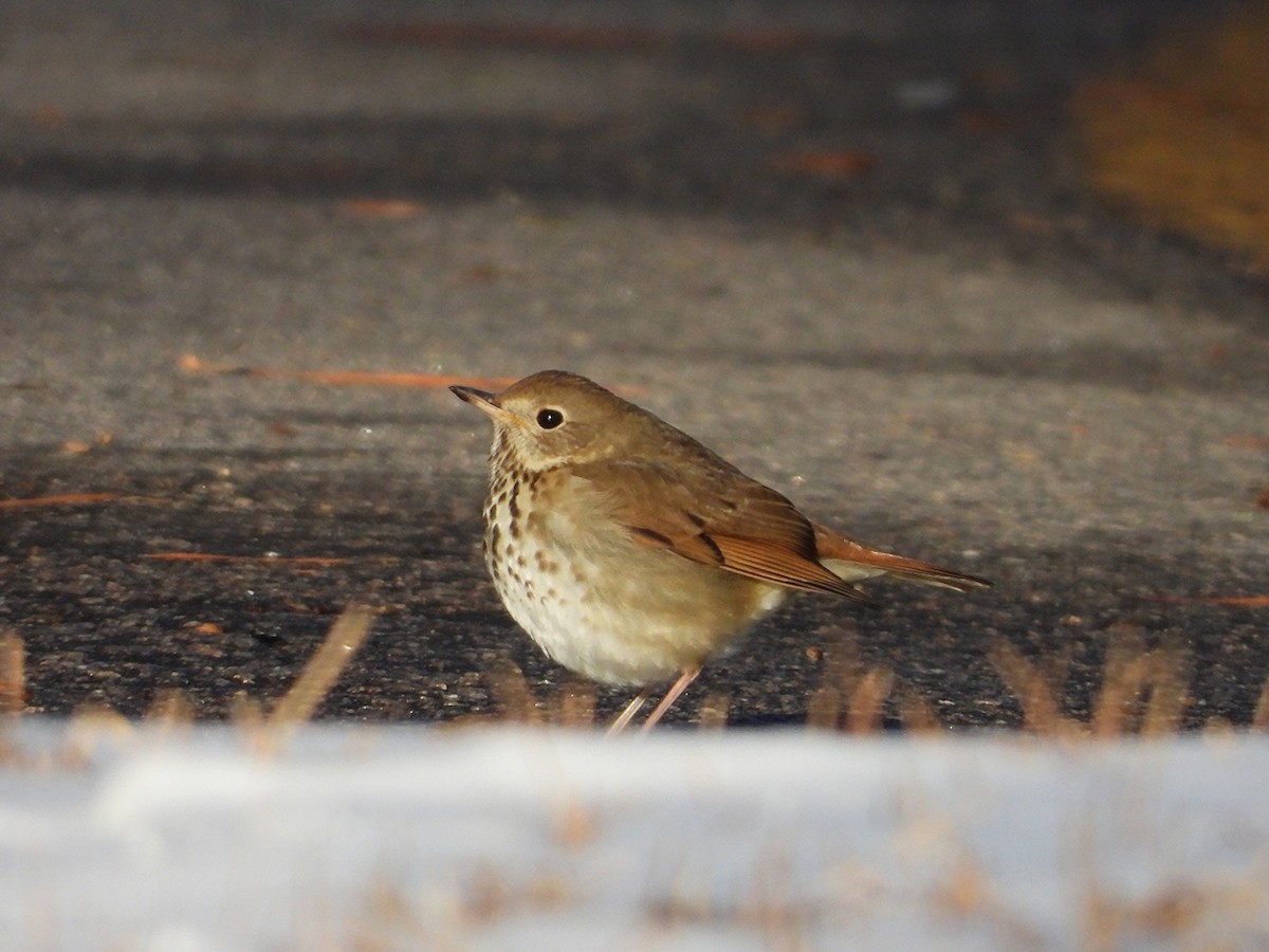 Hermit Thrush - ML650102932
