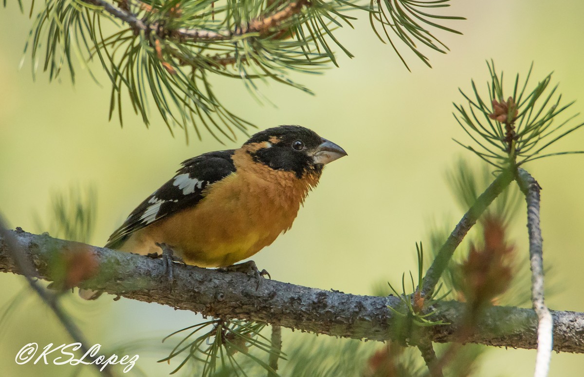 Black-headed Grosbeak - Kathy Lopez