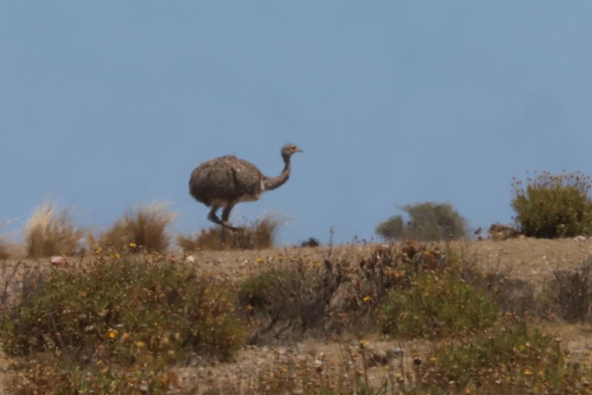 Nandou de Darwin - ML650103694