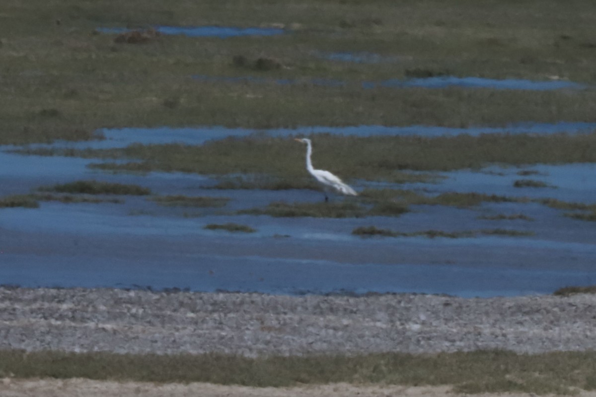 Grande Aigrette - ML650103700