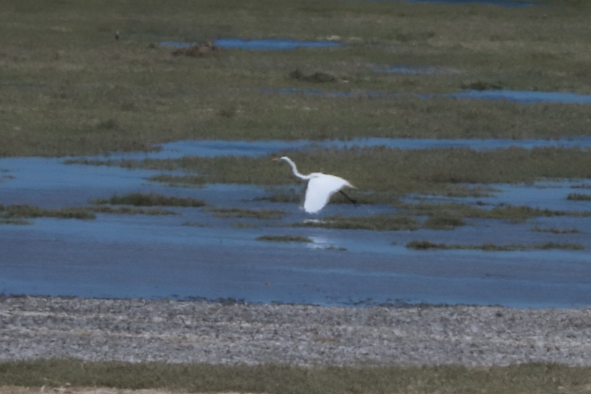 Grande Aigrette - ML650103701