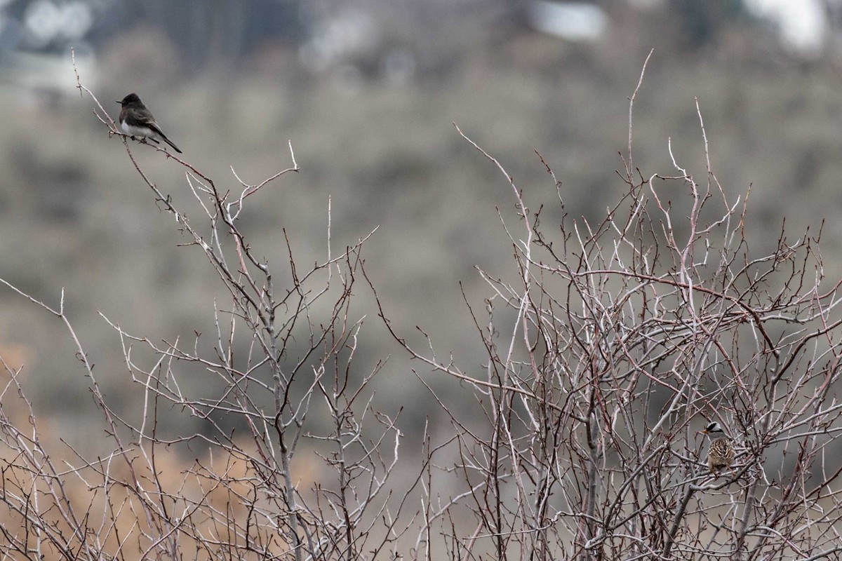 Black Phoebe - ML650104562