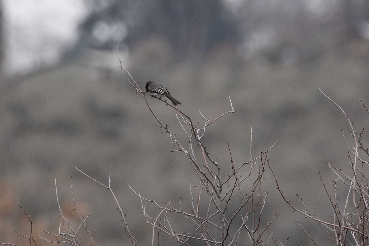 Black Phoebe - ML650104563