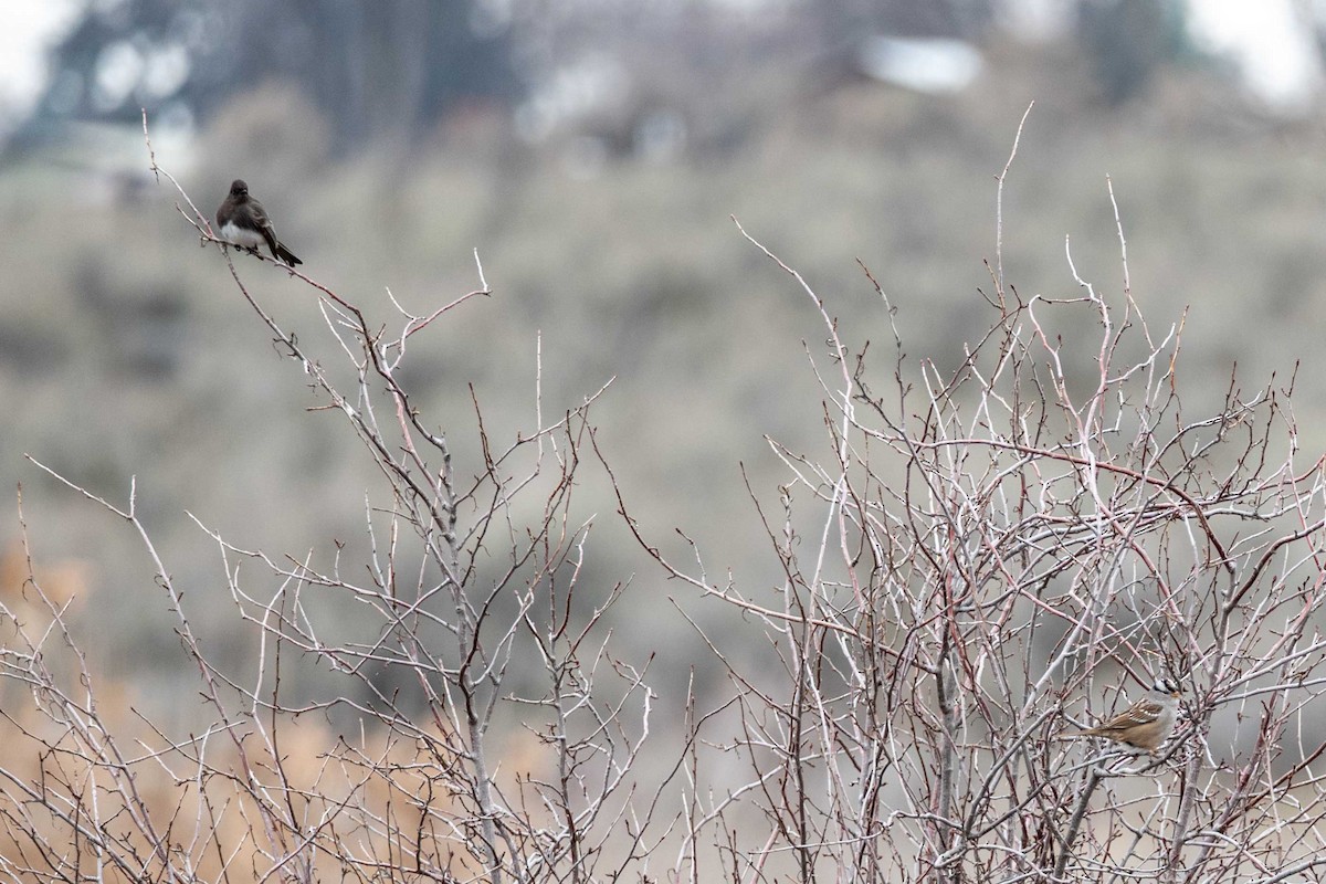 Black Phoebe - ML650104564