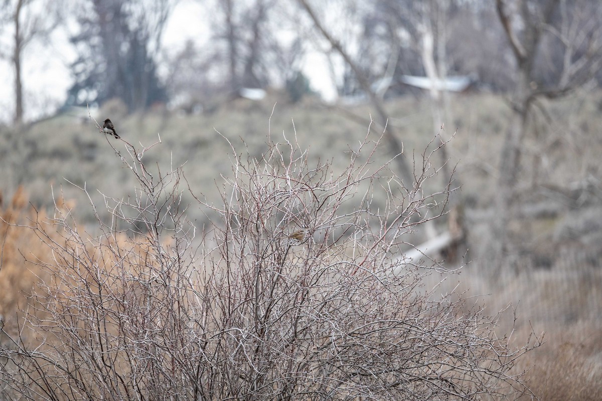 Black Phoebe - ML650104566