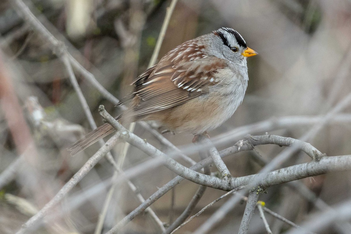 White-crowned Sparrow - ML650104609
