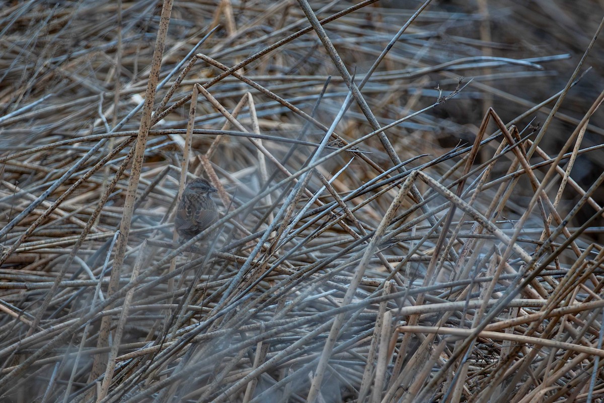 Song Sparrow - ML650104613