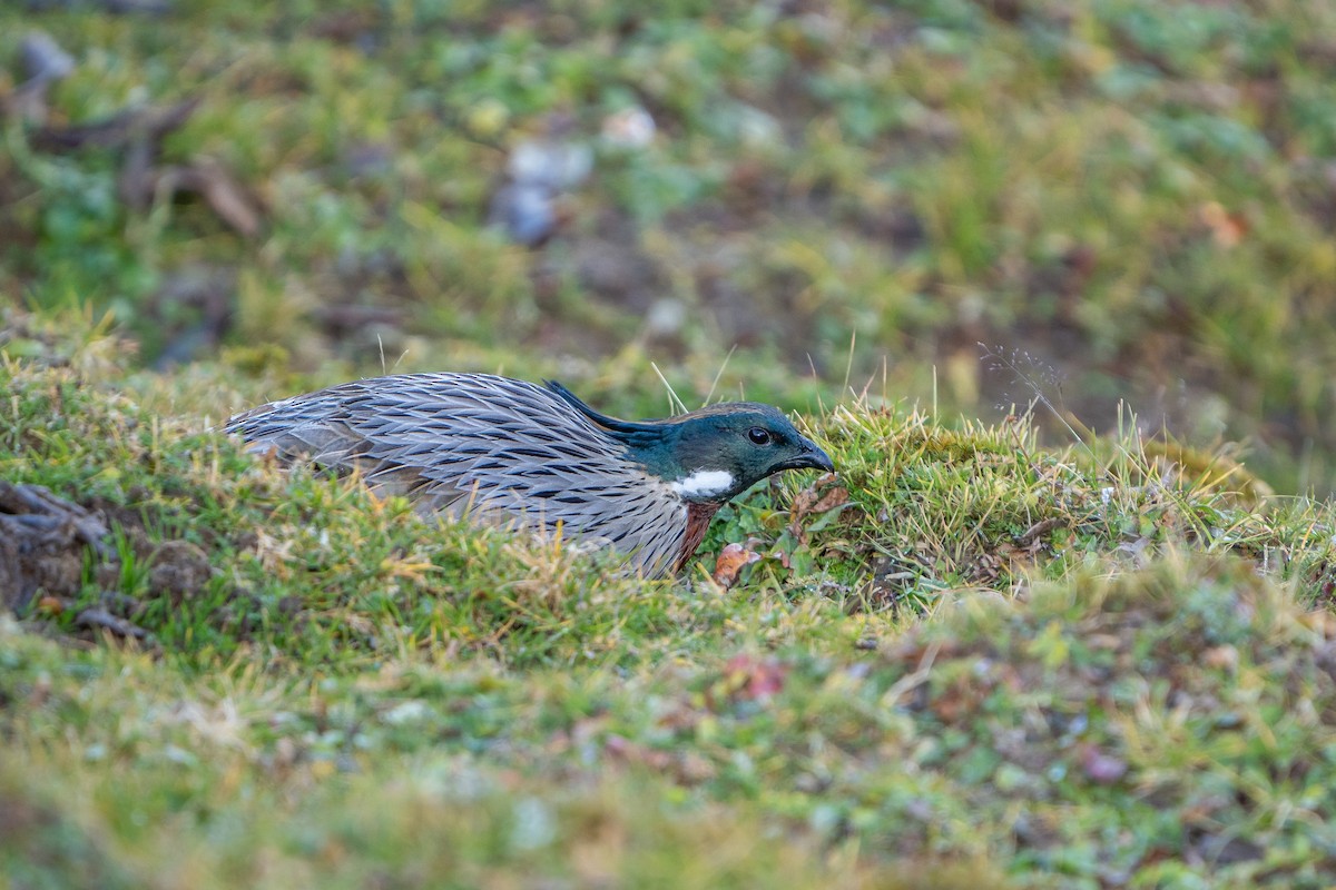 Eulophe koklass - ML650105553