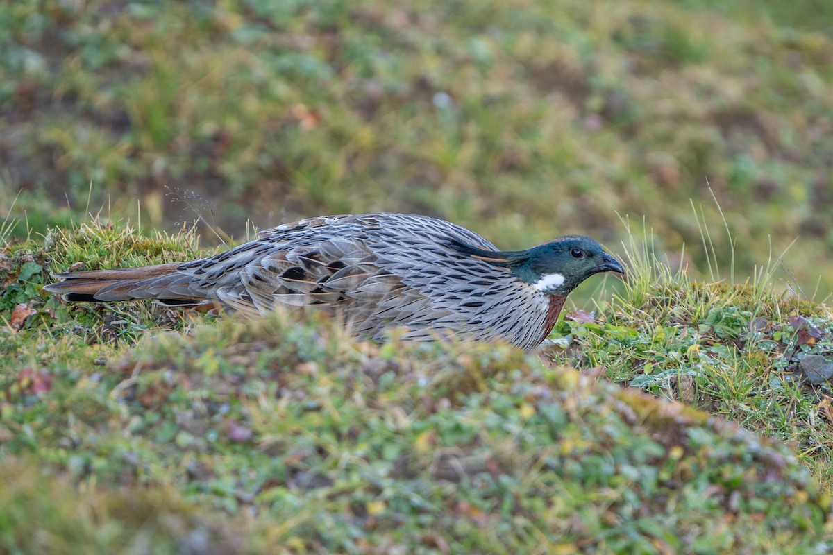 Eulophe koklass - ML650105581