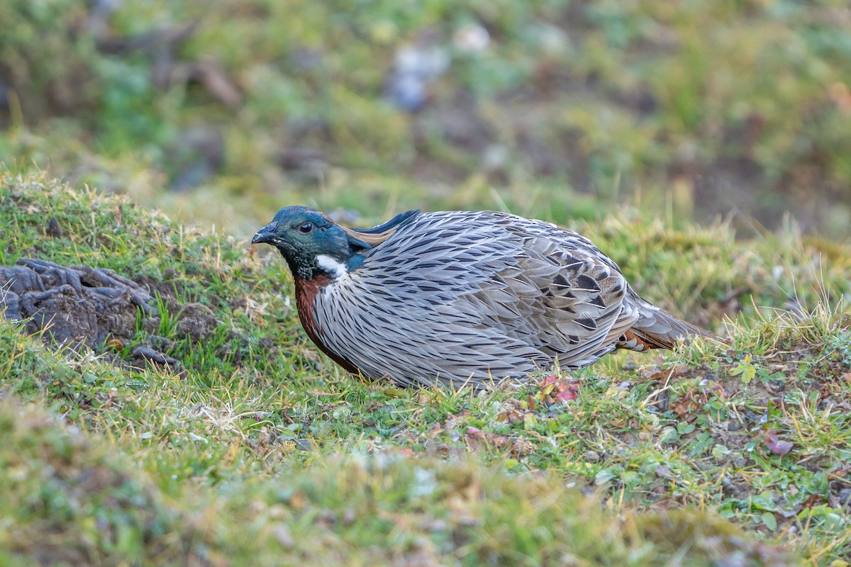 Eulophe koklass - ML650105614