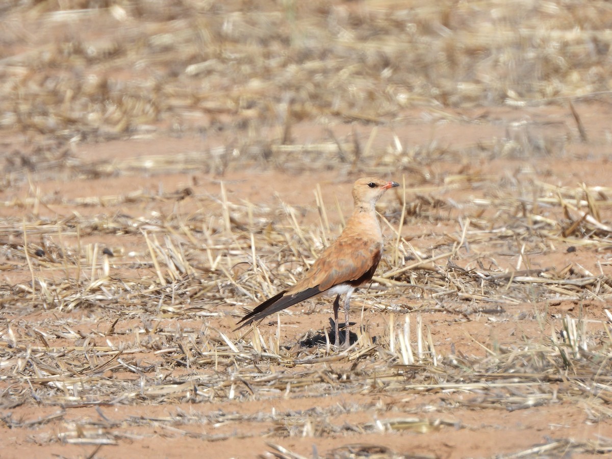 eBird Checklist - 2 Feb 2026 - Davis Rd, Patho AU-VIC -36.09380, 144. ...