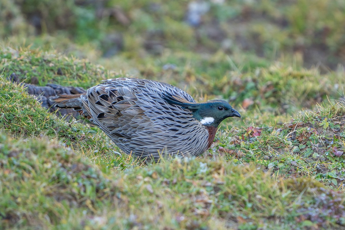 Eulophe koklass - ML650106187