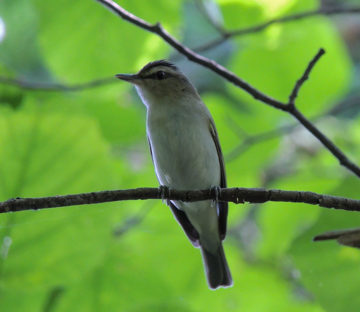 Red-eyed Vireo - ML650106302