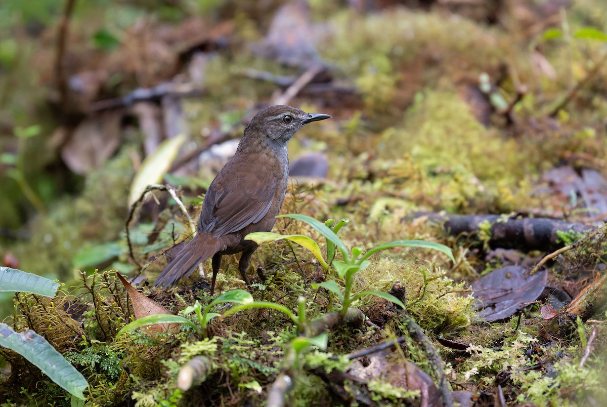 Taliabu Bush Warbler - ML650106742