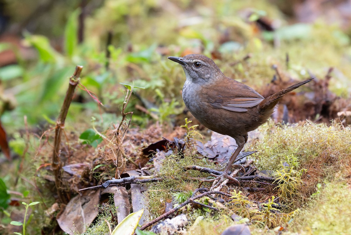 Taliabu Bush Warbler - ML650106743