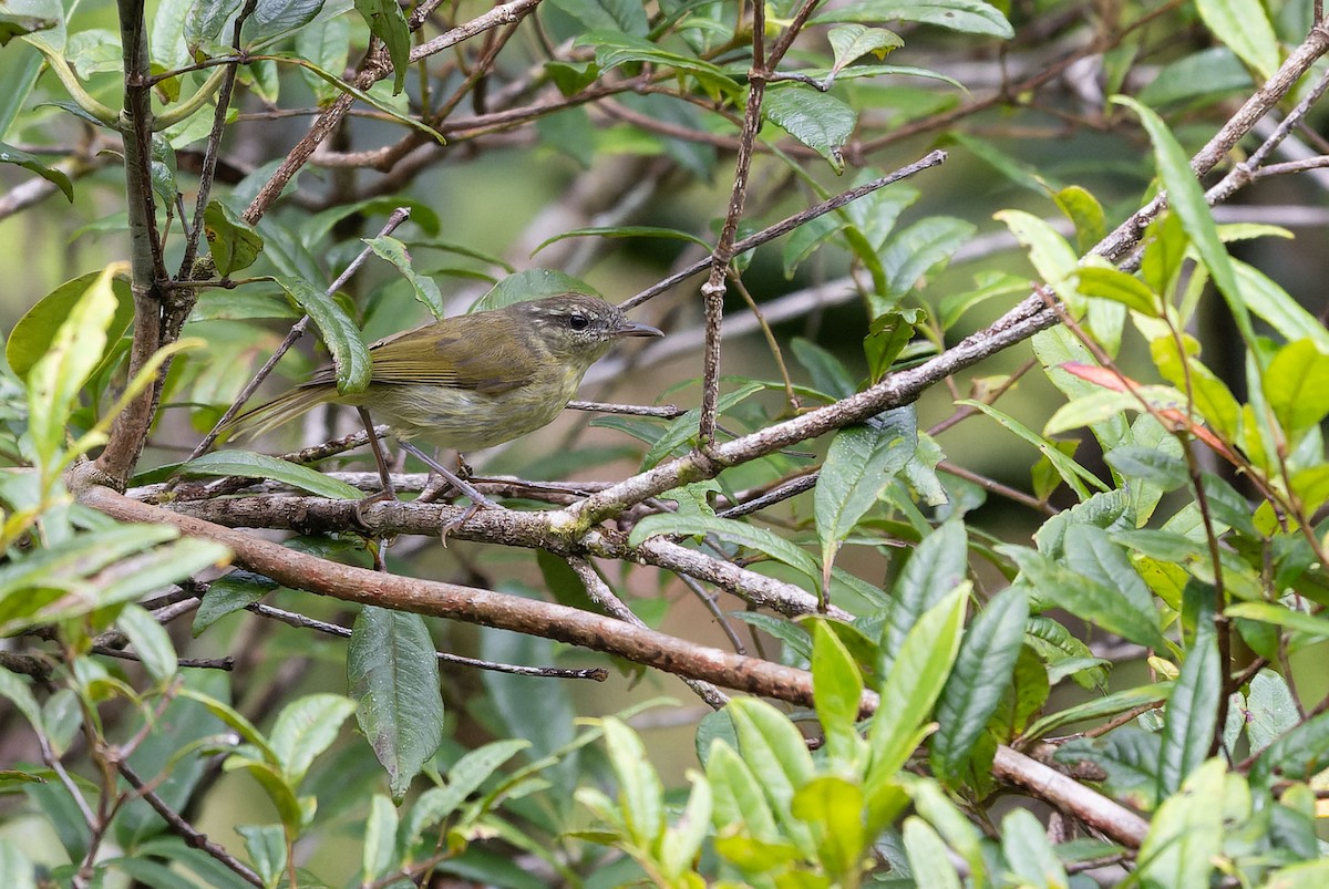 Island Leaf Warbler (Taliabu) - ML650106748