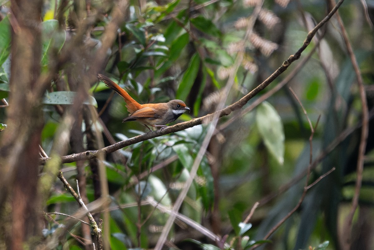 Taliabu Fantail - ML650106752