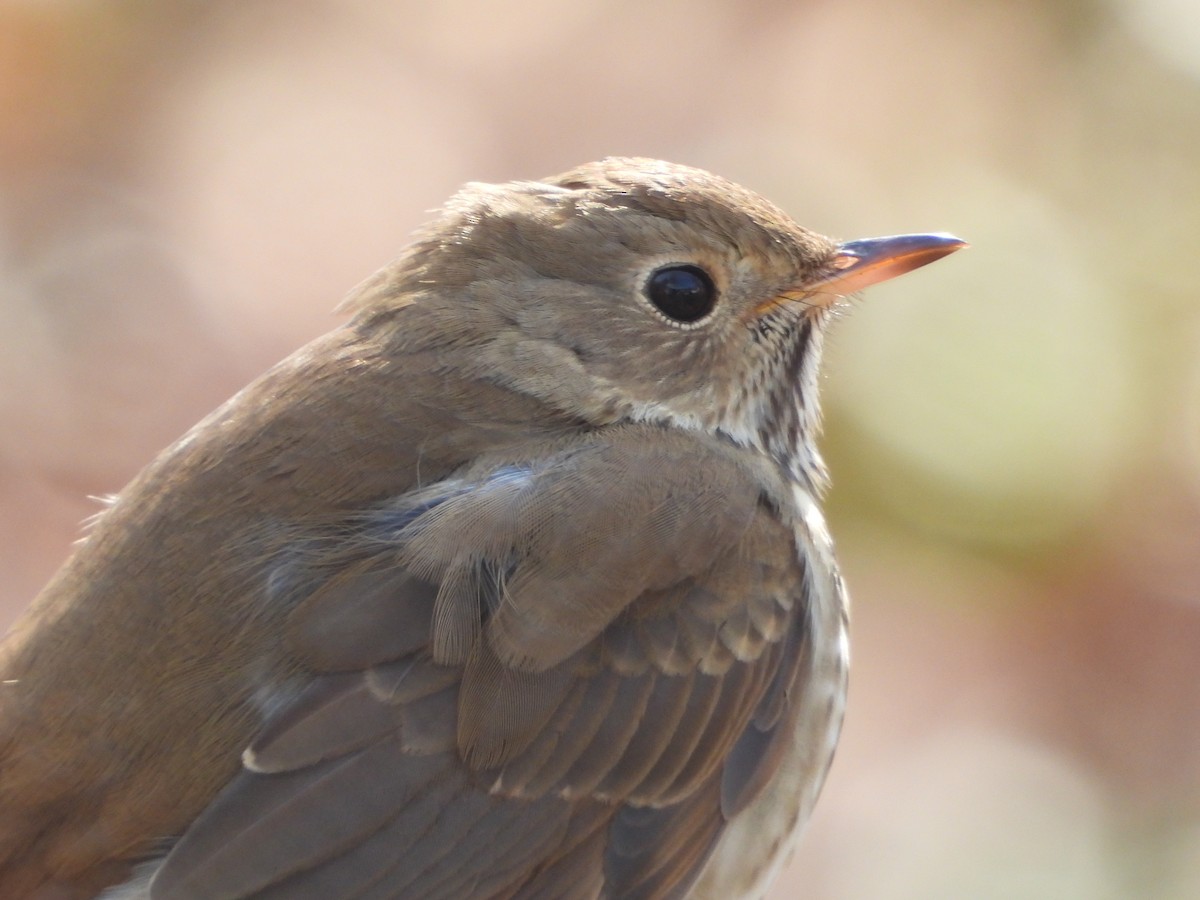 Hermit Thrush - ML650106938