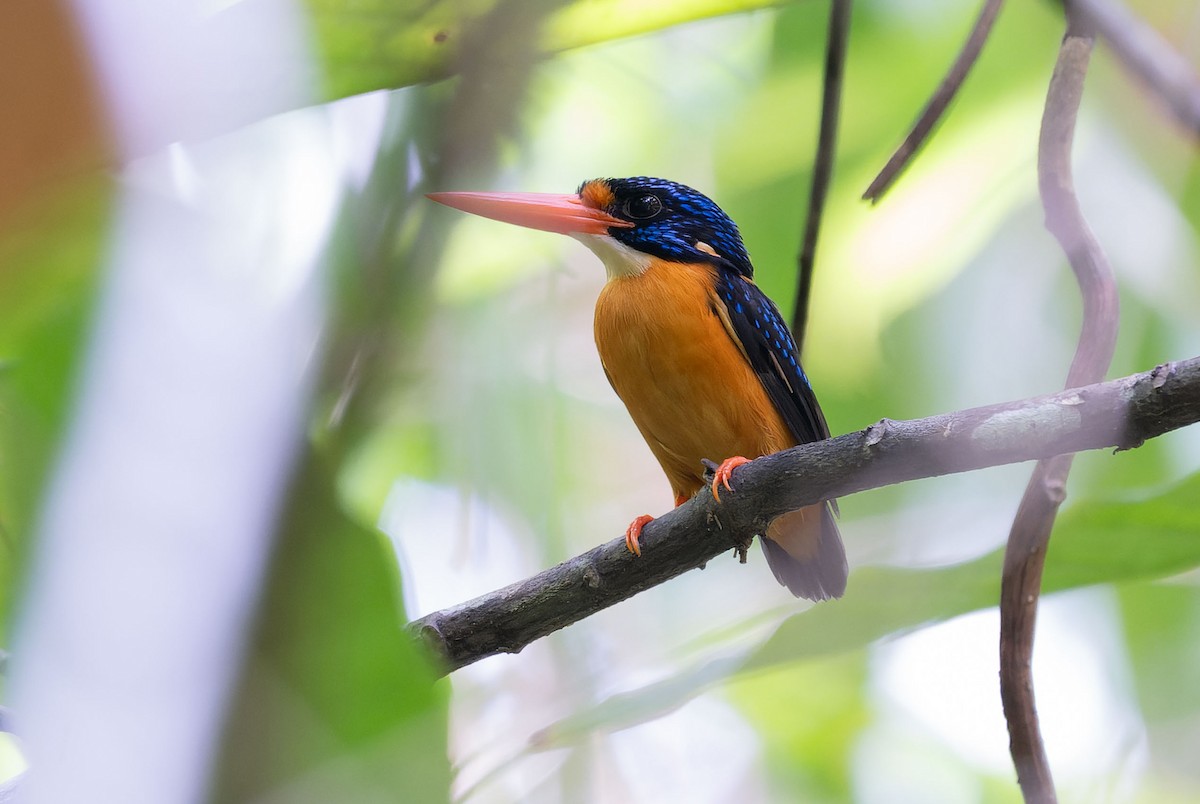Sula Dwarf-Kingfisher - ML650107403