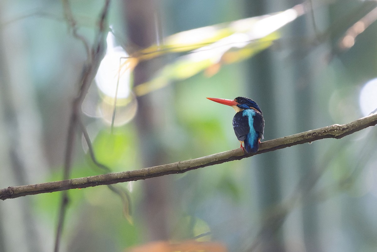 Sula Dwarf-Kingfisher - ML650107404