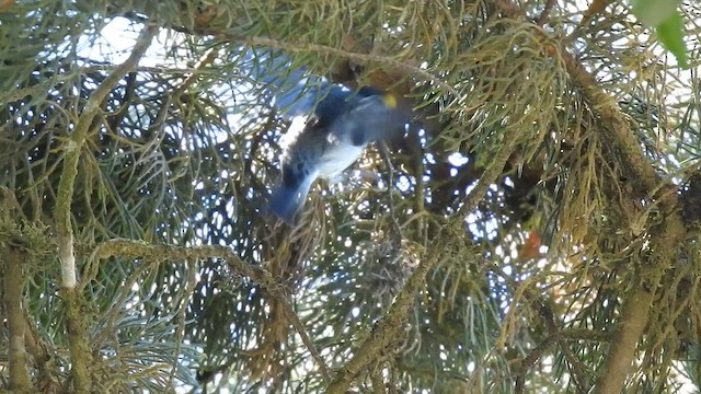 Einsiedelwaldsänger - ML650107499