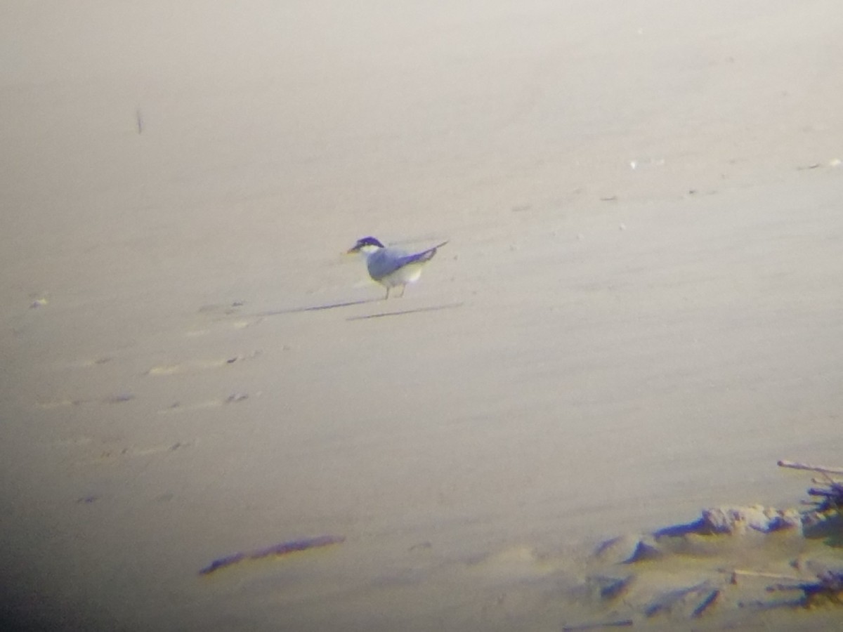 Least Tern - ML65010771