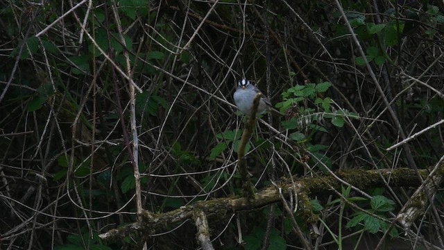 White-crowned Sparrow - ML650107988