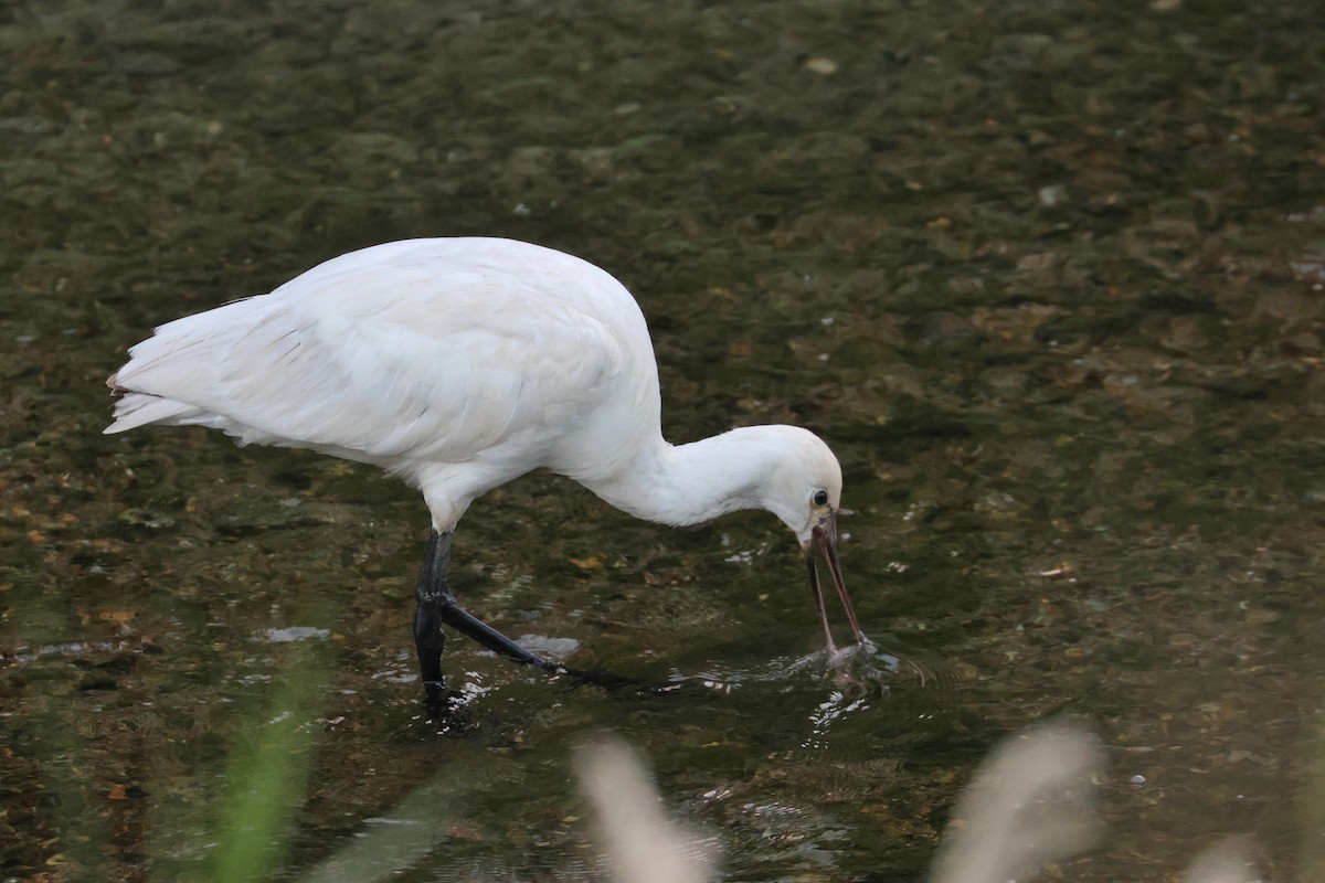 Eurasian Spoonbill - ML650108919
