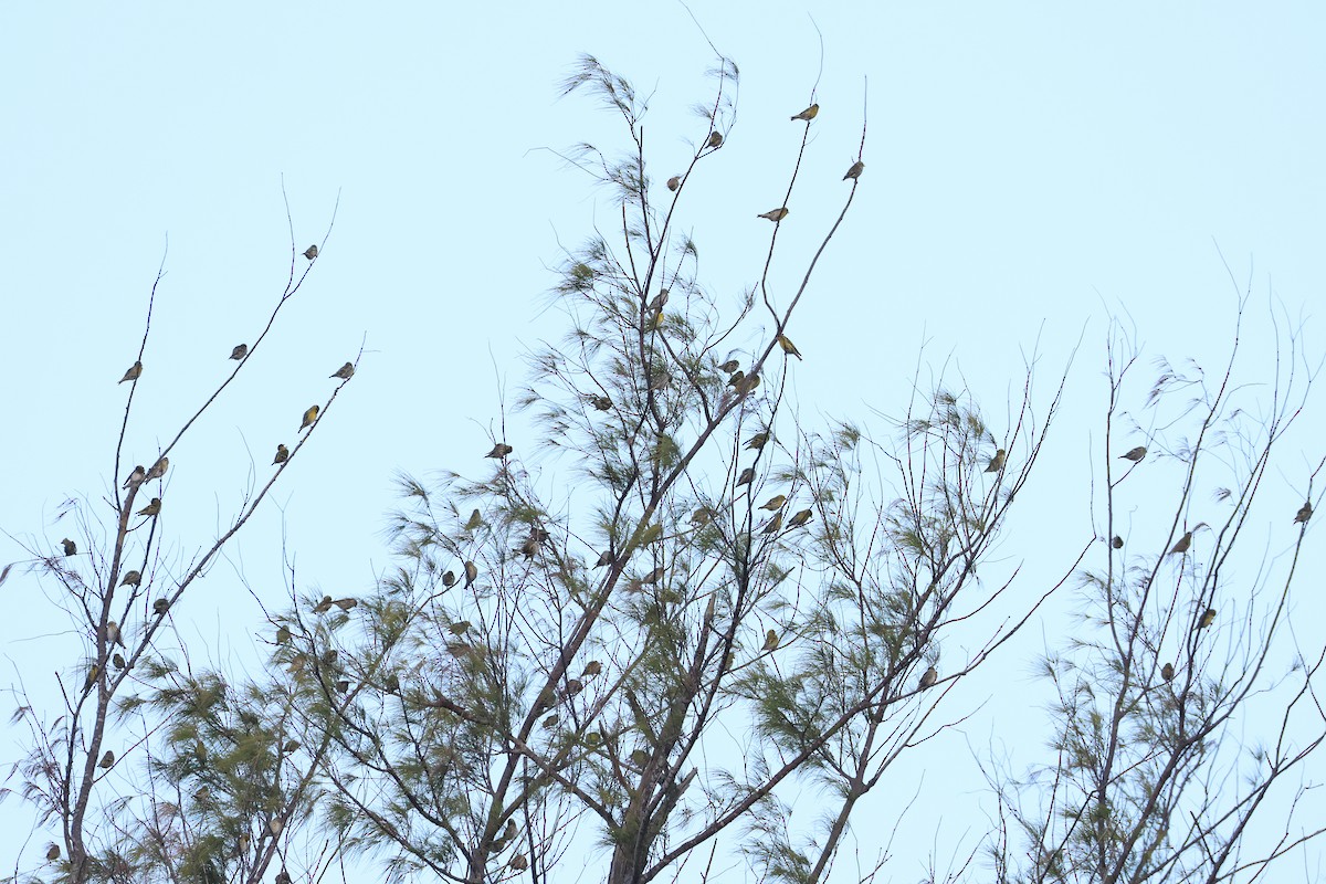 Eurasian Siskin - ML650108921