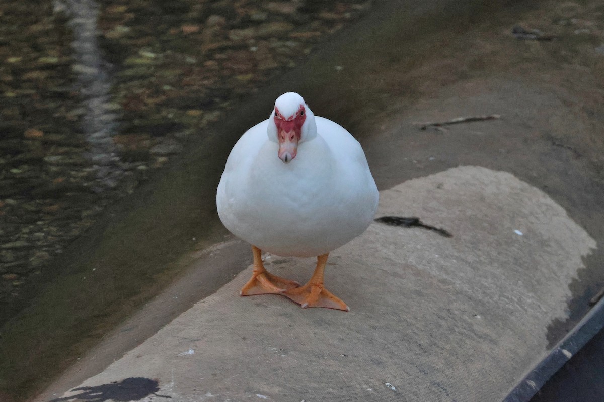 Muscovy Duck (Domestic type) - ML650108932