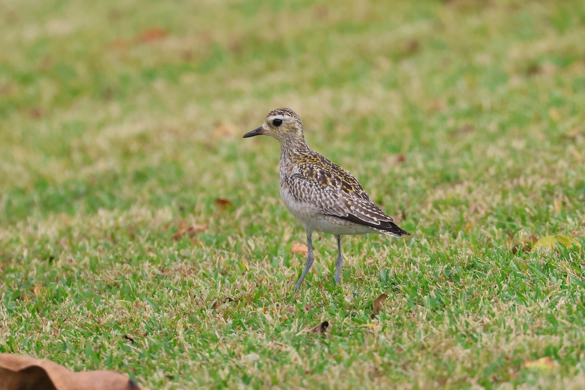 Pacific Golden-Plover - ML650108933