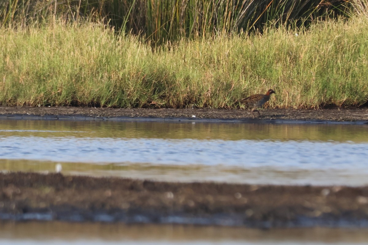 eBird Checklist - 26 Jan 2026 - Lake Innes Nature Reserve - 47 species