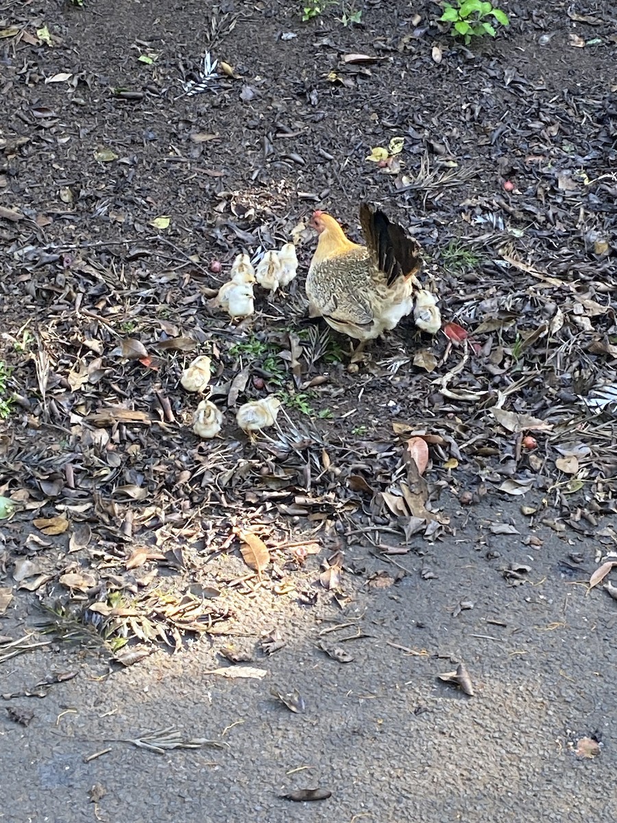 Банкивский петух (Одомашенного вида) - ML650109181