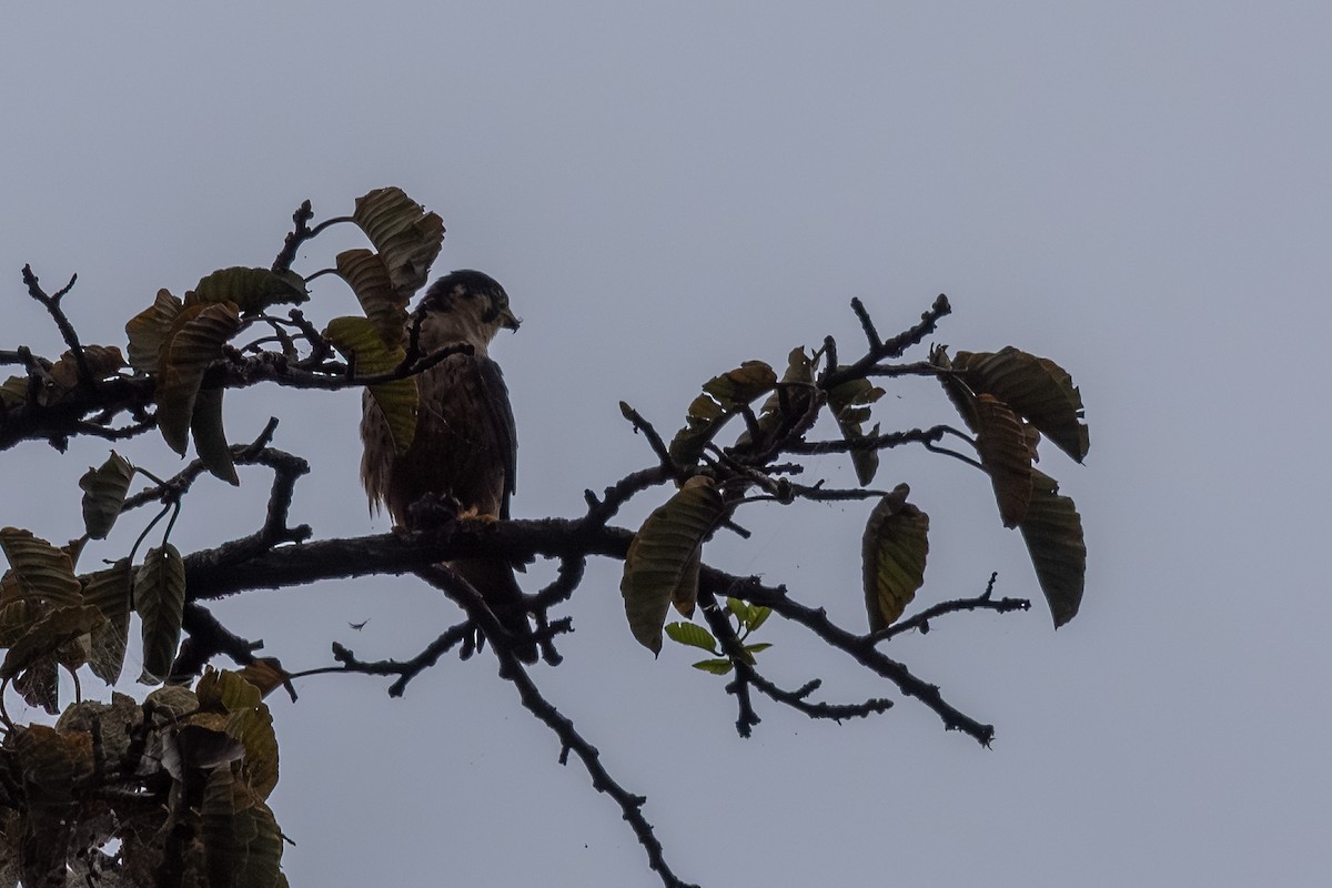 African Hobby - ML650109552