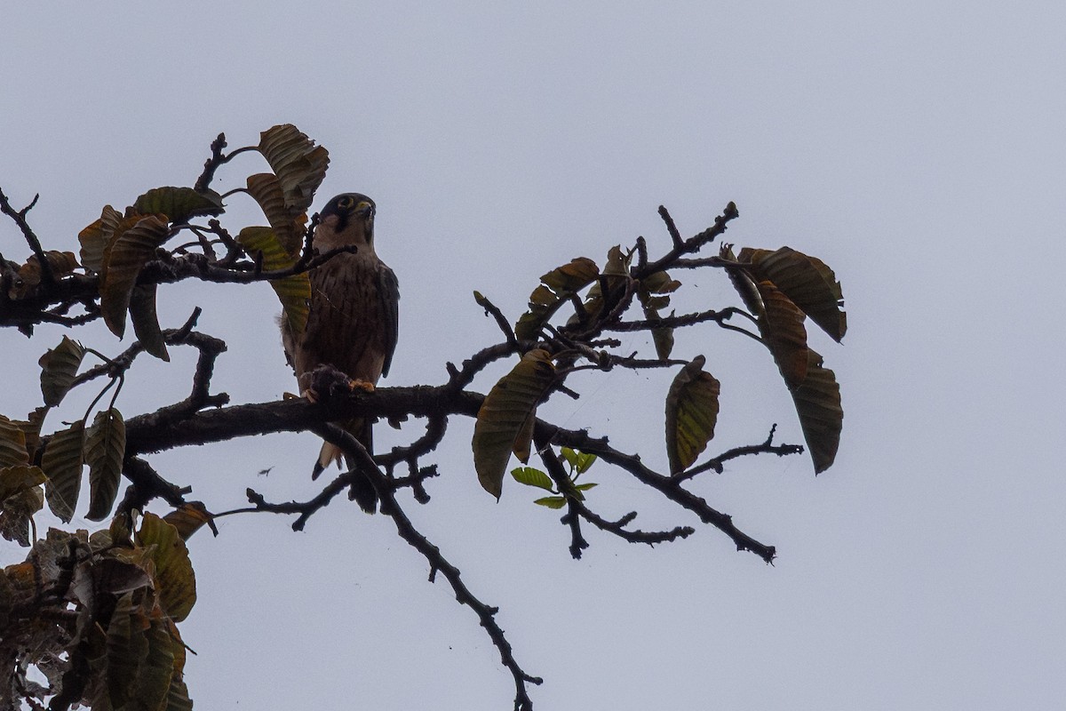 African Hobby - ML650109553