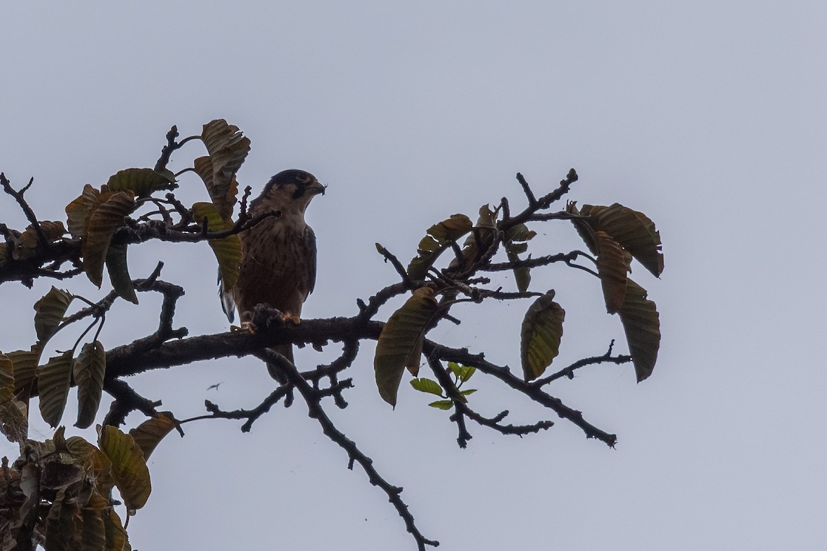 African Hobby - ML650109554