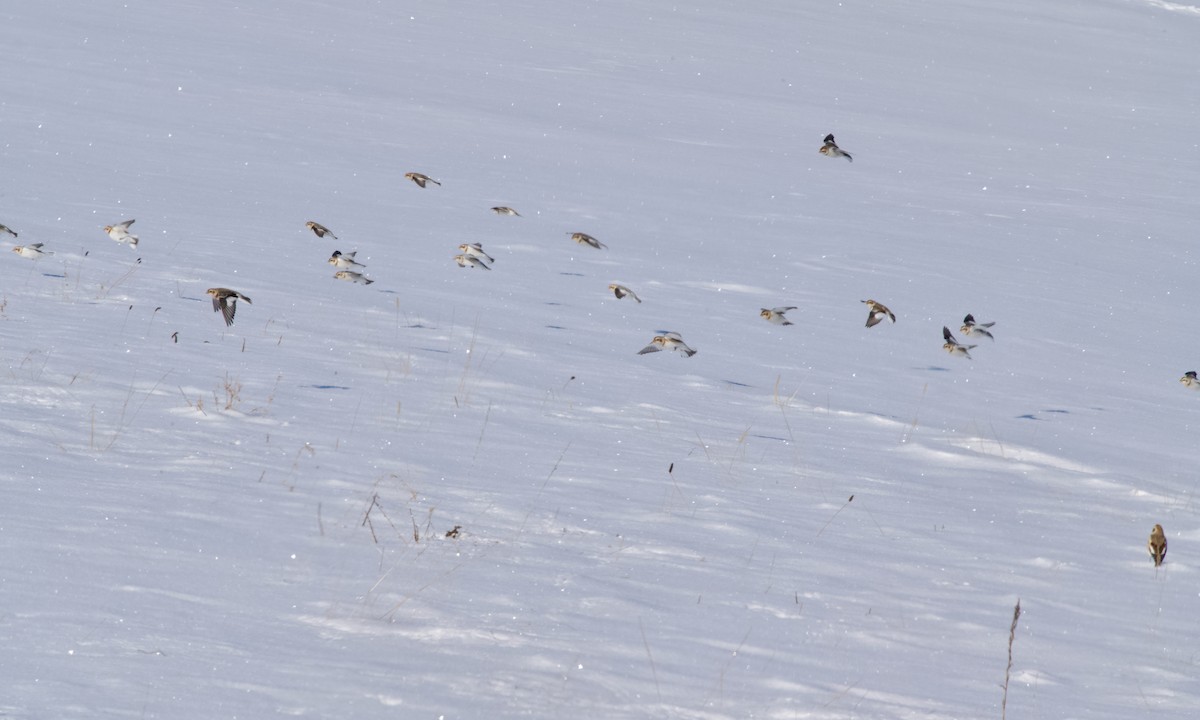 eBird Checklist - 1 Feb 2026 - Apollo Rd. - Carroll Co. - 4 species