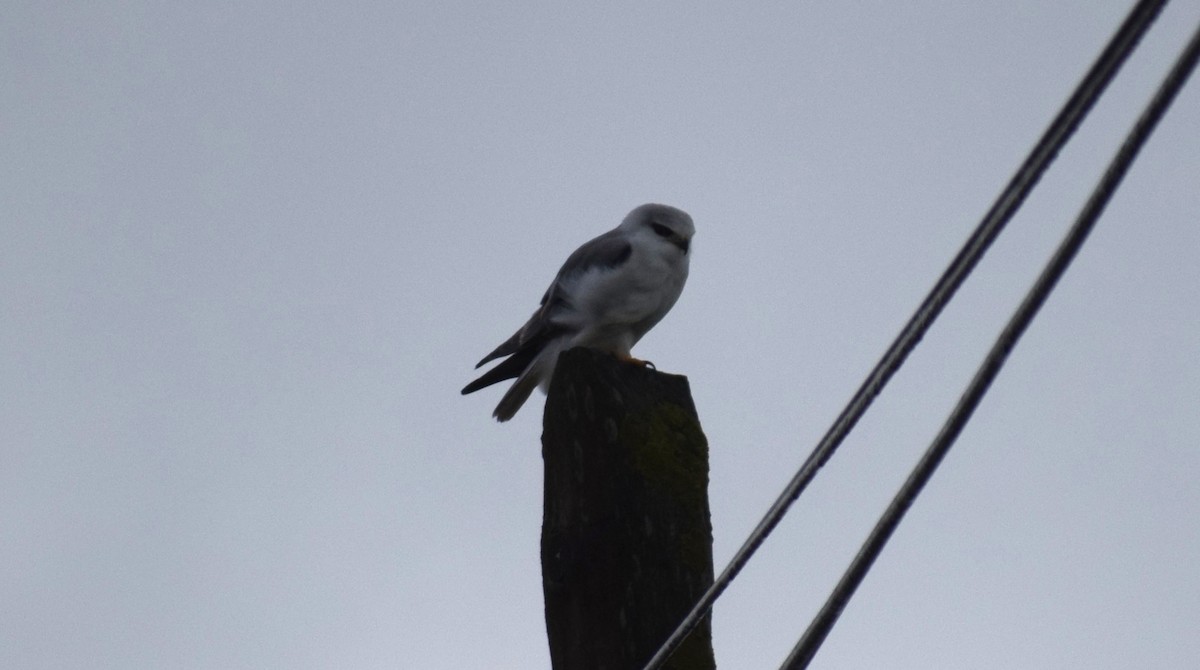 Gleitaar - ML650110279