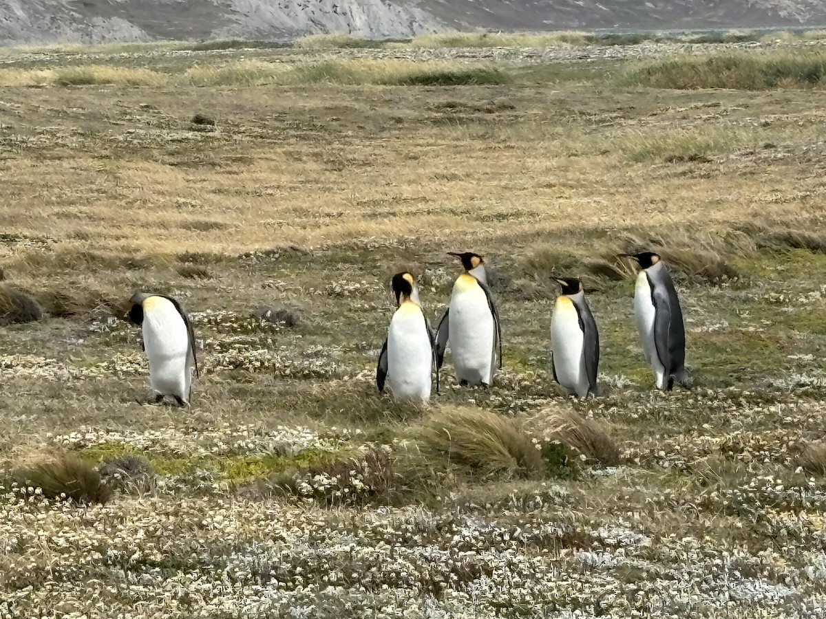 Королевский пингвин - ML650110317