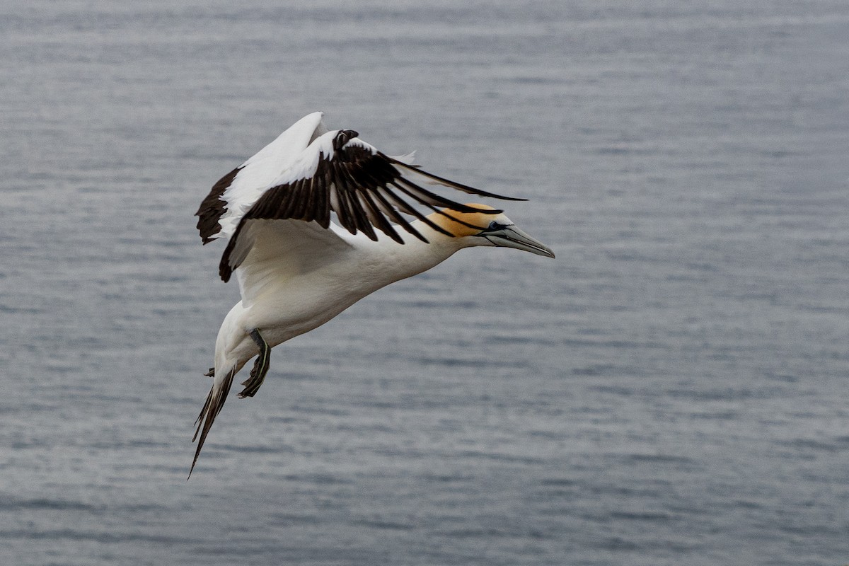 Австралийская олуша - ML650110529