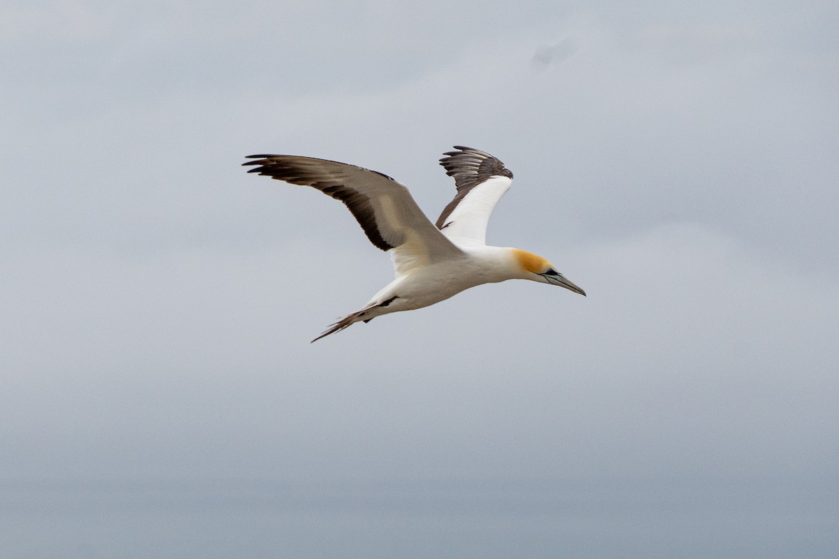 Австралийская олуша - ML650110530