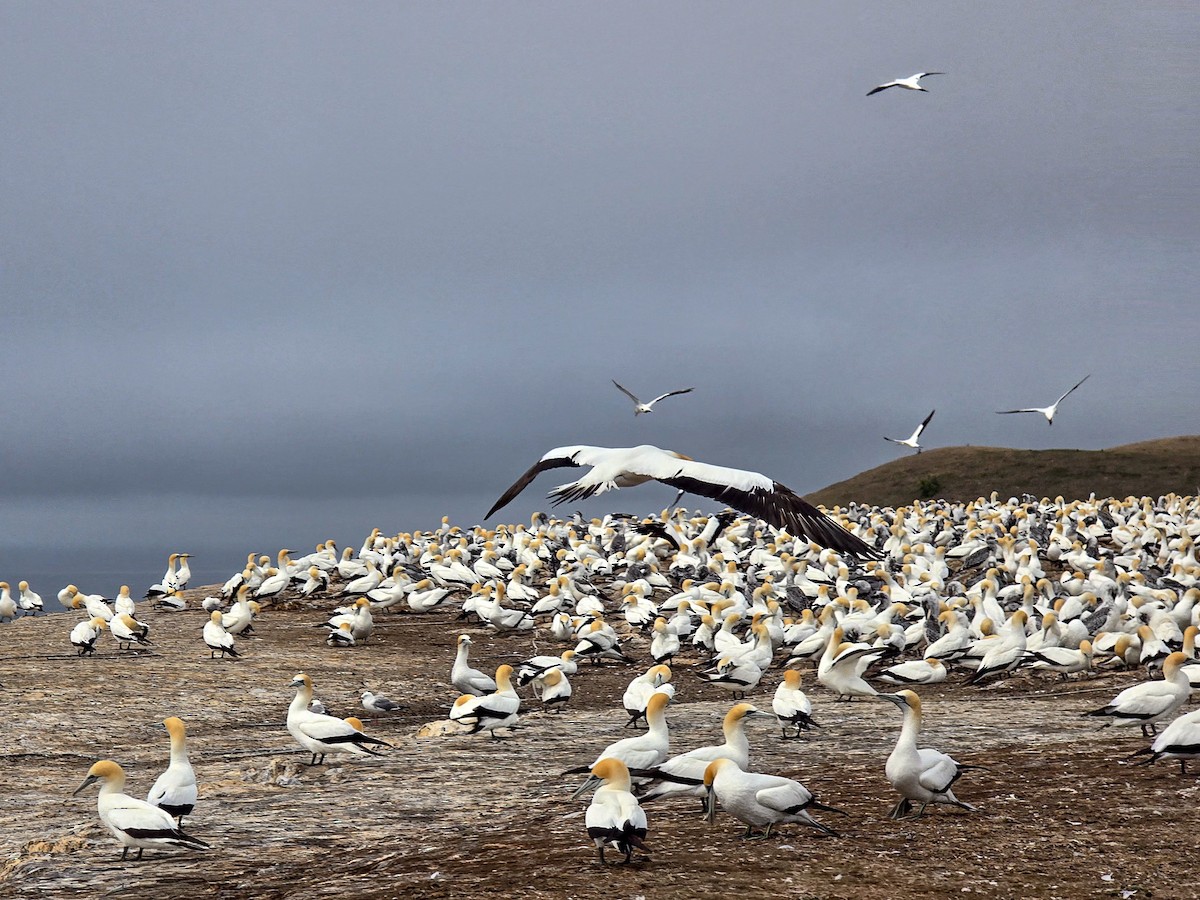 Австралийская олуша - ML650110531