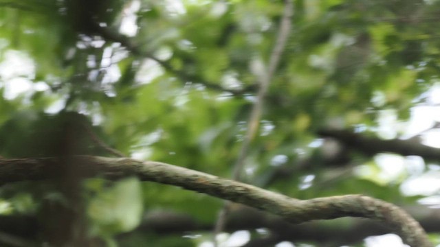 African Broadbill - ML650110569