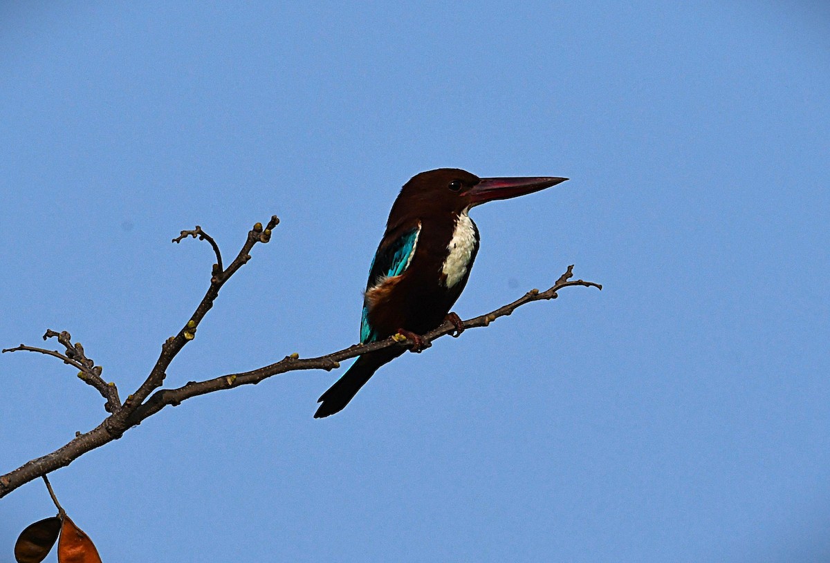 White-throated Kingfisher - ML650110992