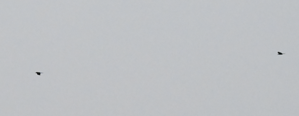 Philippine Jungle Crow - ML650111506