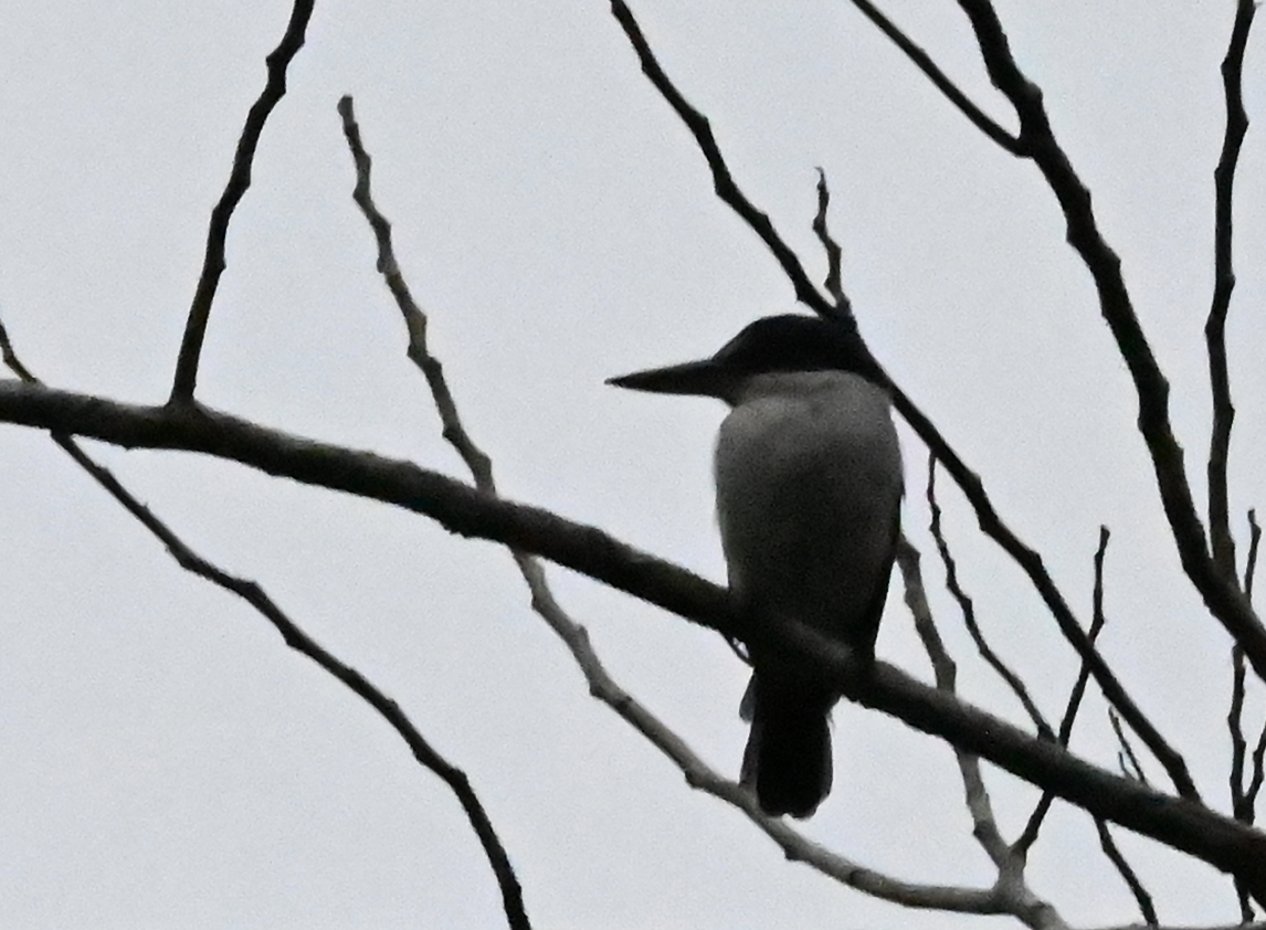 Collared Kingfisher - ML650111522