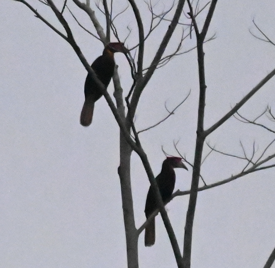 Rufous Hornbill - ML650111614