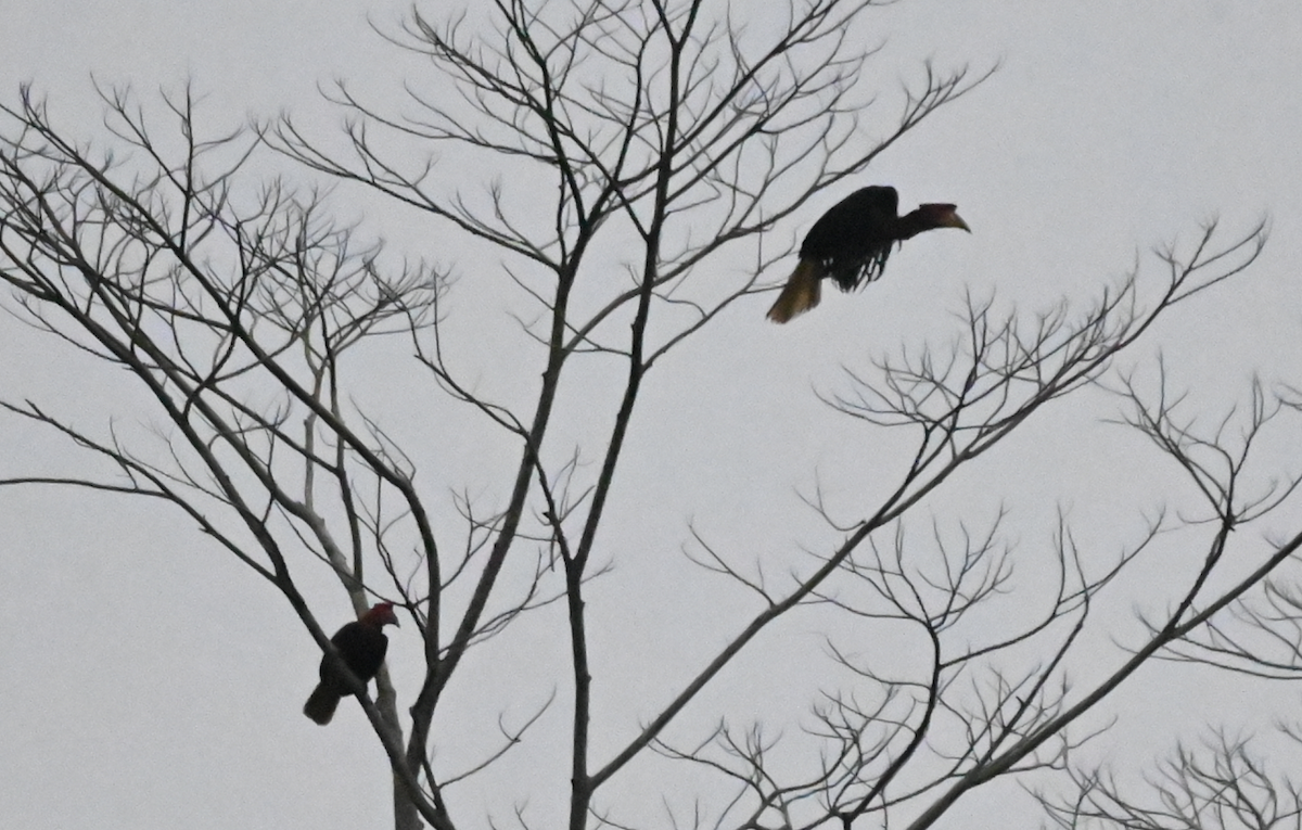 Rufous Hornbill - ML650111620