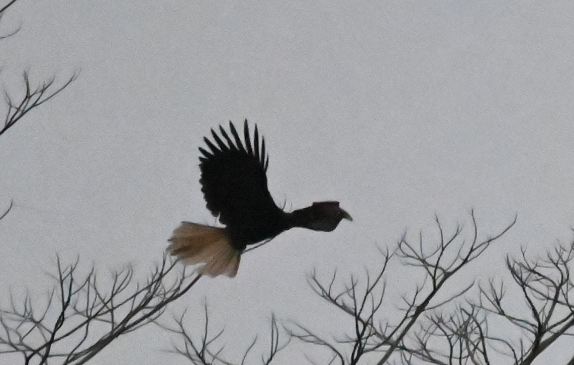 Rufous Hornbill - ML650111627