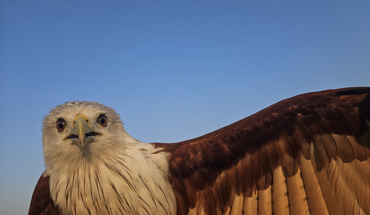 Milano Brahmán - ML650111795